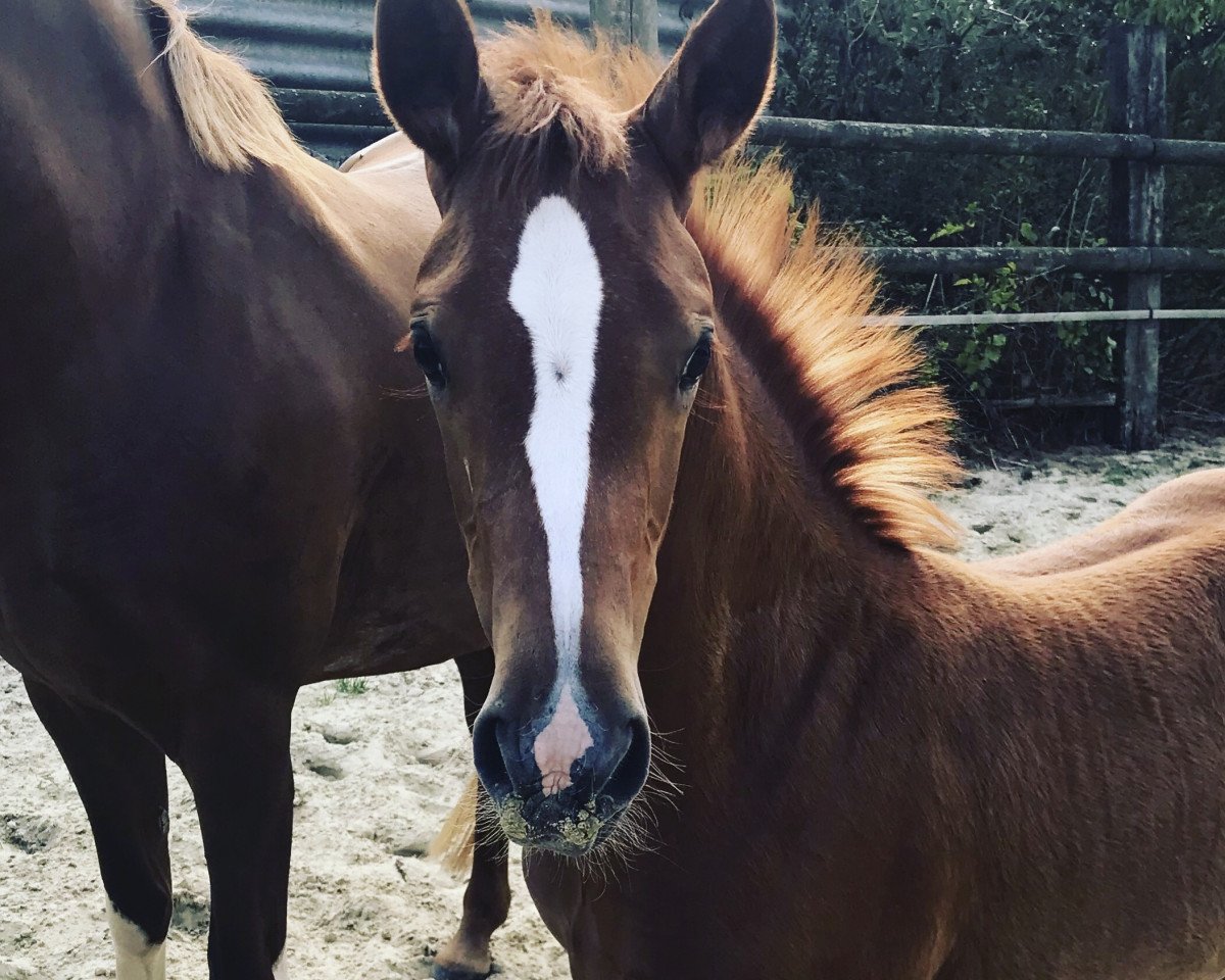 Zuchtstute Deeply red NET (Deutsches Reitpony, 2018, von Dimension AT NRW)