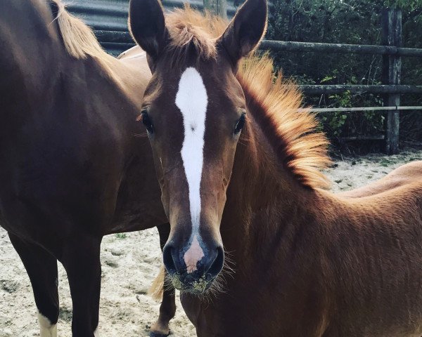 broodmare Deeply red NET (Westphalian, 2018, from Dimension AT NRW) broodmare Deeply red NET (Westphalian, 2018, from Dimension AT NRW)
