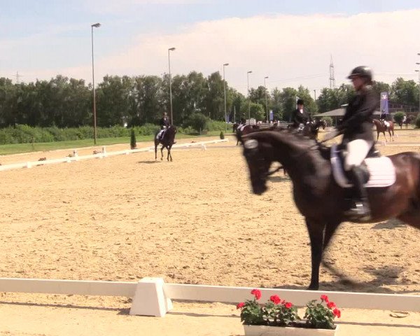 Reitturnier Münster-Roxel 2017