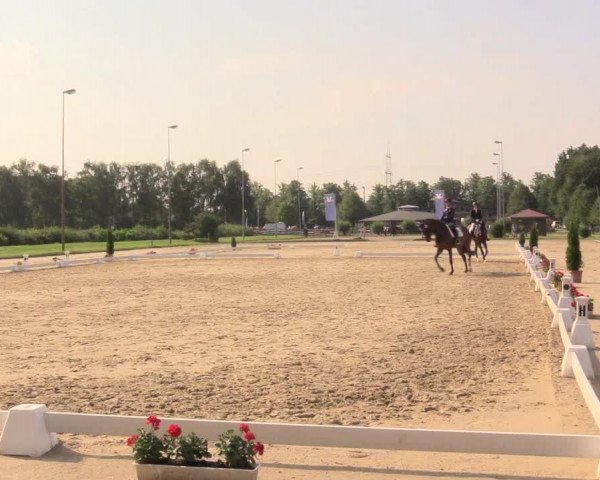 Reitturnier Münster-Roxel 2017