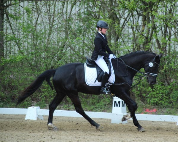 dressage horse Harold 9 (Nederlands Rijpaarden en Pony, 2012, from Haarlem)