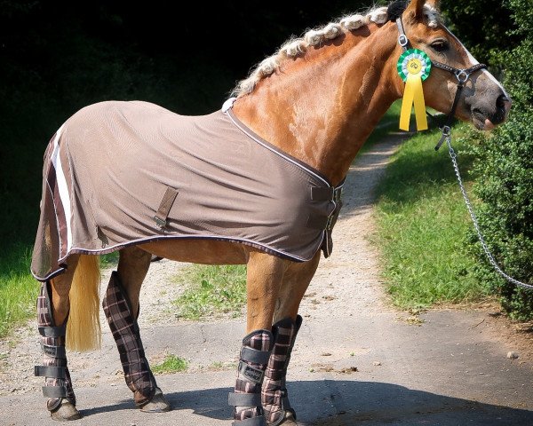 Zuchtstute Ingola (Haflinger, 2012, von Atlantic)