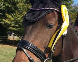 Dressurpferd Francessca (Hannoveraner, 2011, von For Edition)