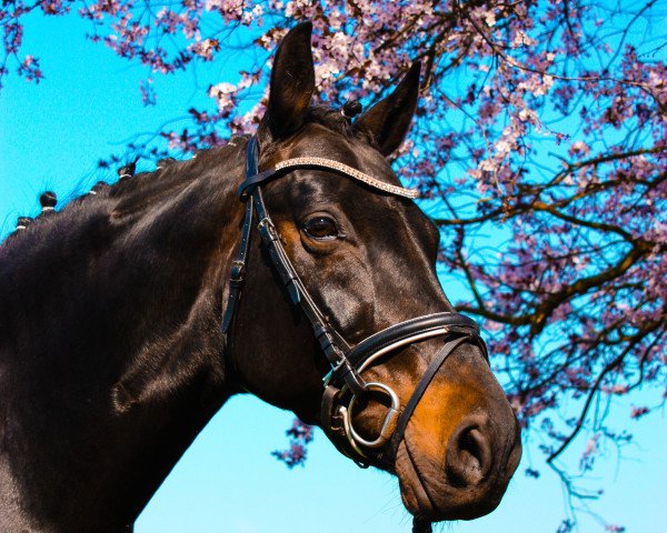 broodmare Charlotte (Oldenburg, 2006, from Salut Le Bon)
