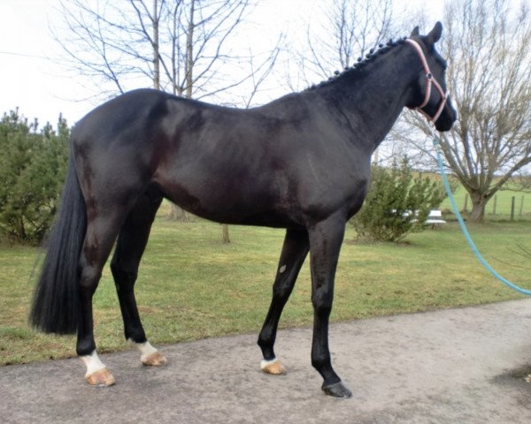 Springpferd Black Edition 2 (Holsteiner, 2012, von Diarado)