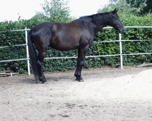 broodmare SErenade (Hanoverian, 2012, from Spörcken) broodmare SErenade (Hanoverian, 2012, from Spörcken)