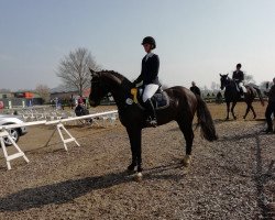Springpferd Cantuccini 15 (Deutsches Reitpony, 2014, von Steendieks Commender Bond)