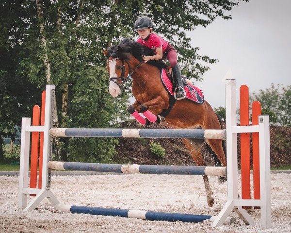 jumper Nutella 19 (Welsh Partbred, 2008, from Linde Hoeve's Pavarotti)