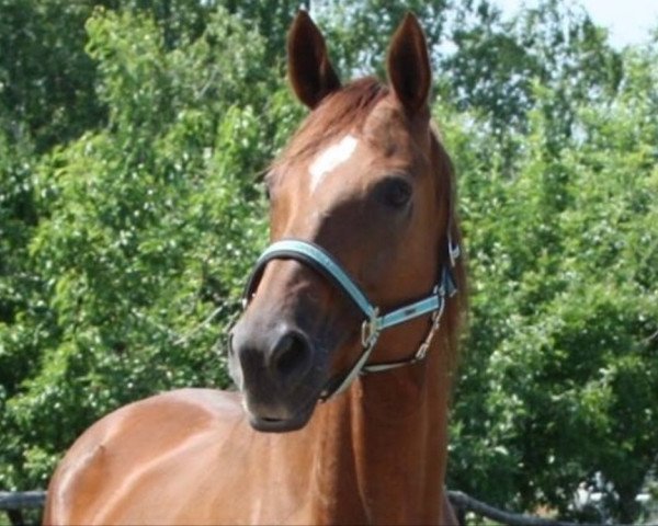 broodmare Londy' s Princess (Hanoverian, 2001, from Londonderry)