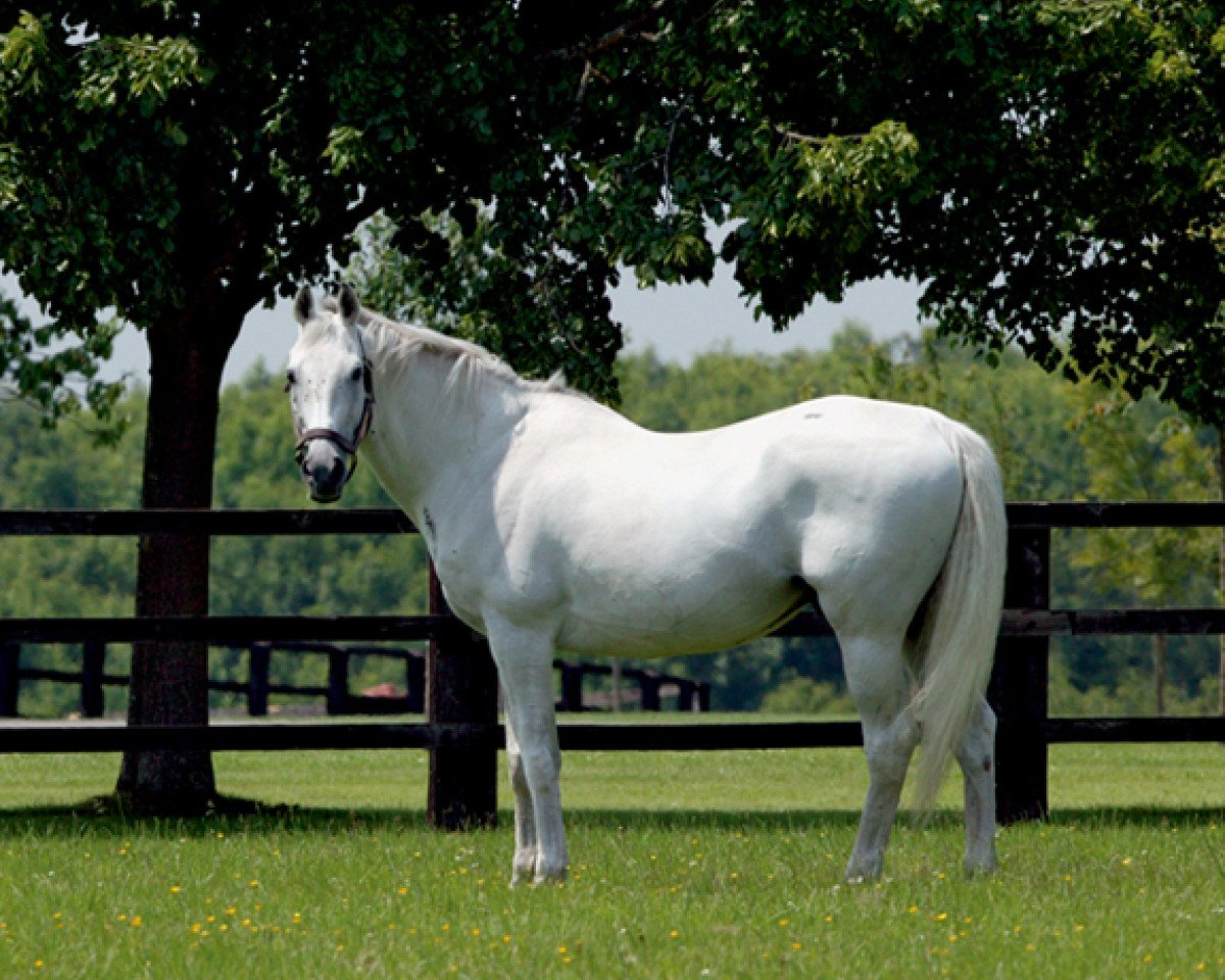 stallion Linamix xx (Thoroughbred, 1987, from Mendez xx)