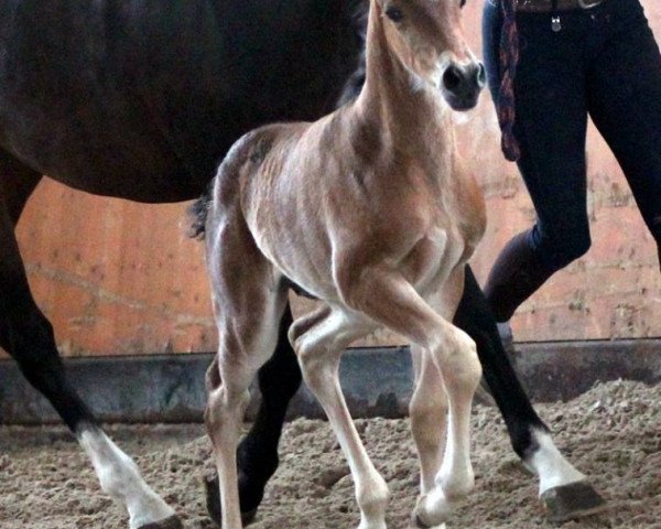 stallion Amicello (German Riding Pony, 2018, from A new Star)