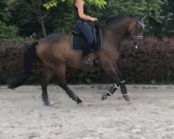 dressage horse Rubinglanz 3 (Oldenburg, 2009, from Quarterline)