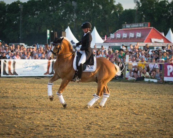 Deckhengst Amani (9,375% ox) (Edelbluthaflinger, 2005, von Apiko (15,625% ox))