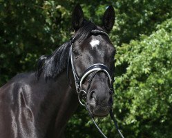 dressage horse Feine Aussicht E (Westphalian, 2008, from Feiner Bedo)