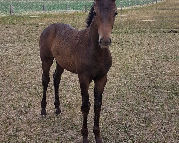jumper Weggefährtin (German Warmblood, 2018, from Freiherr von Stein)