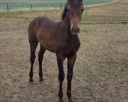 jumper Weggefährtin (German Warmblood, 2018, from Freiherr von Stein)