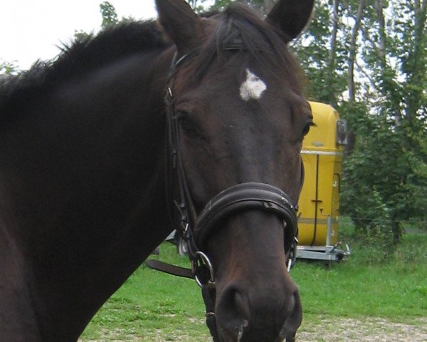 Pferd Mocca (Holsteiner, 2013, von Cormint)