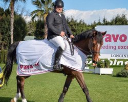 jumper Darco Native (anglo european sporthorse, 2010, from Unbelievable Darco)