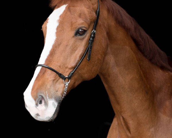 jumper Cheverny (Oldenburg show jumper, 2004, from Calido I)