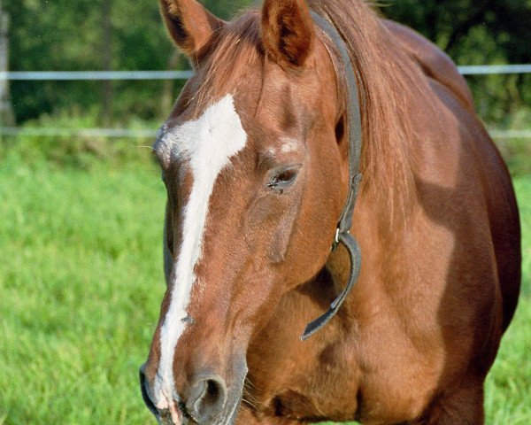 broodmare Aischa (Hanoverian, 1978, from Askan)