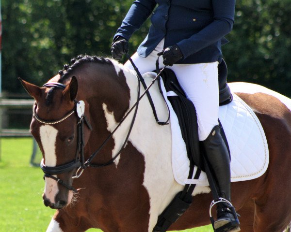 broodmare Zackira (Danish Warmblood, 2014, from Zack)