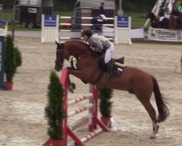 stallion Milan 7 (Hanoverian, 2013, from Perigueux)