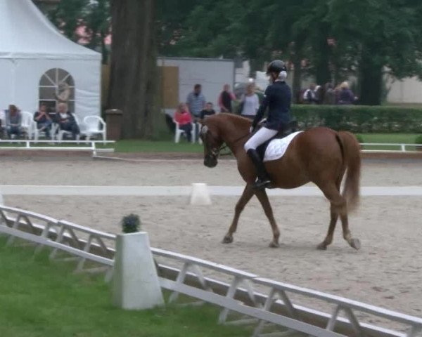 Reitturnier Redefin 2017