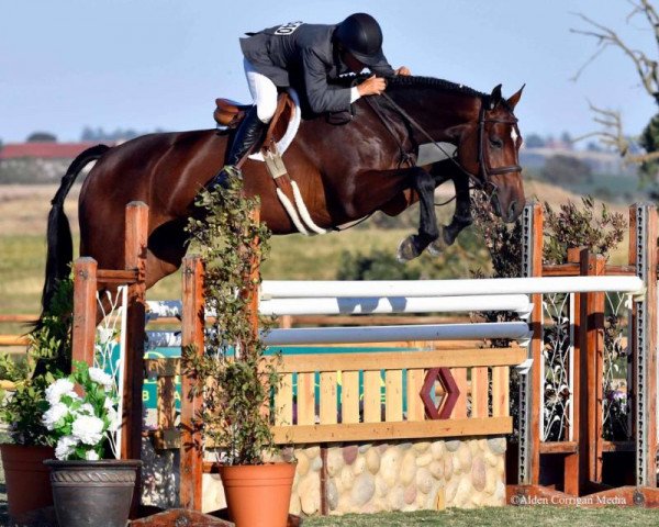 broodmare Carinja 14 (Oldenburg show jumper, 2007, from Cartogran)