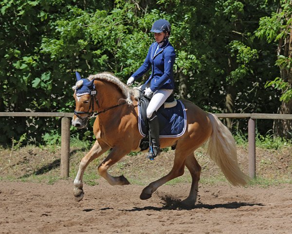 stallion Amarin vom Eulental (Haflinger, 2013, from Amecello)