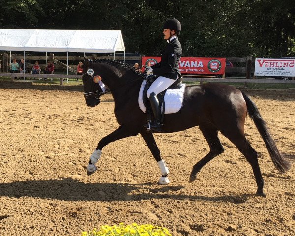horse Liaison 18 (German Riding Pony, 1996, from Lancer)