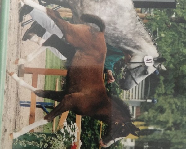 dressage horse Erf-Momo (German Riding Pony, 2001, from Mentos)