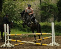 jumper Cataluna 8 (Holsteiner, 2014, from Clarimo Ask)