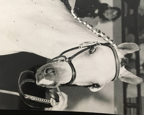 broodmare Morning Jessyca (Welsh-Pony (Section B), 1989, from Joma)