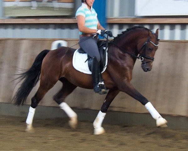 horse Don Dancier (German Riding Pony, 2015, from Davenport II)