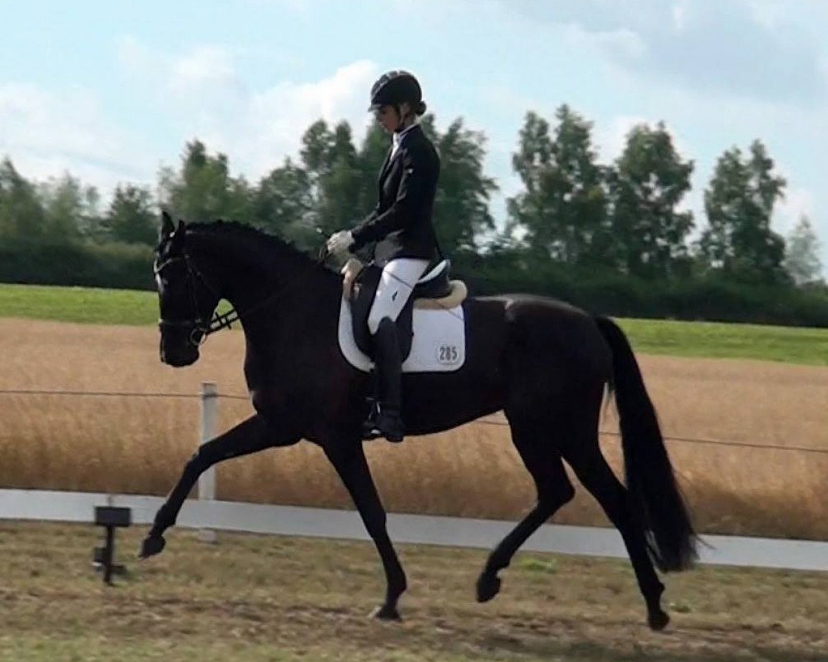 dressage horse Fleur d'Amour 13 (Hanoverian, 2015, from Fürsten-Look)