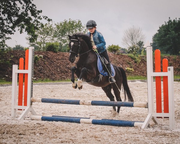 Dressurpferd Kleiner Muck (Deutsches Reitpony, 2011, von Kennedy WE)