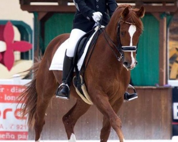 Dressurpferd For Olimpic Games (Hannoveraner, 2008, von First Dance)
