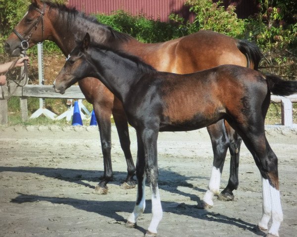 horse Castiel 8 (Holsteiner, 2018, from Cancara)