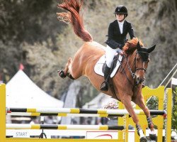 jumper Sally 643 (Hanoverian, 2007, from Salito)