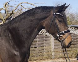 jumper Fidelya (Hanoverian, 2014, from Fiderbach OLD)