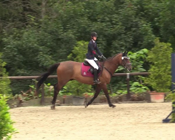 Reitturnier Marienheide - Kempershöher Reitertage 2017