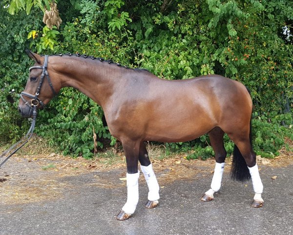 Dressurpferd Huckleberry (Deutsches Reitpony, 2013, von MPS Hugo Boss WE)