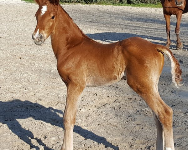 Pferd Fashion Hill (Hannoveraner, 2019, von Fashion In Black NRW)
