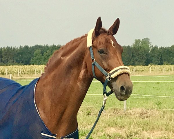 dressage horse Rockefeller 84 (Oldenburg, 2007, from Revan)