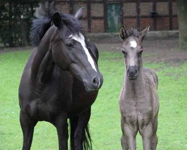 Zuchtstute Bonita (Deutsches Reitpony, 2006, von Boticelli 4)