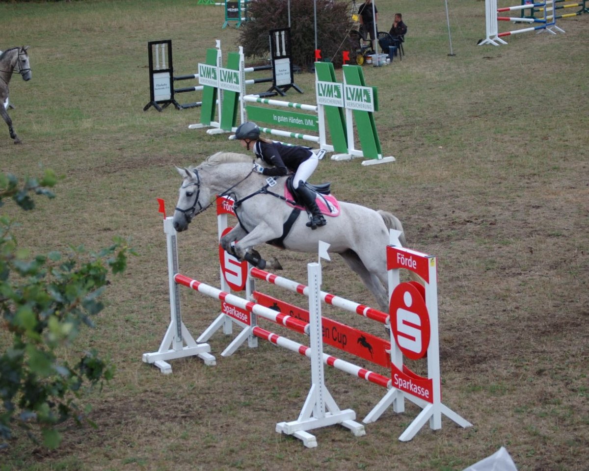 broodmare Viola 282 (Holsteiner, 2005, from Landos)