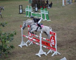broodmare Viola 282 (Holsteiner, 2005, from Landos)