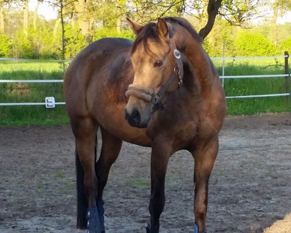 broodmare Oranjehof's Tinkabell (German Riding Pony, 2013, from Orchard Wildeman)