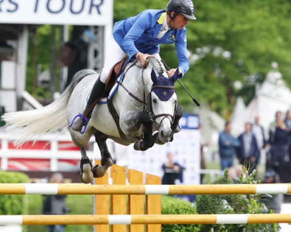 Deckhengst Clintrexo Z (Zangersheide Reitpferd, 2009, von Clintissimo 197 FIN)