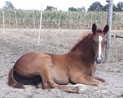 horse Lescadeur (Westphalian, 2018, from Lafon)